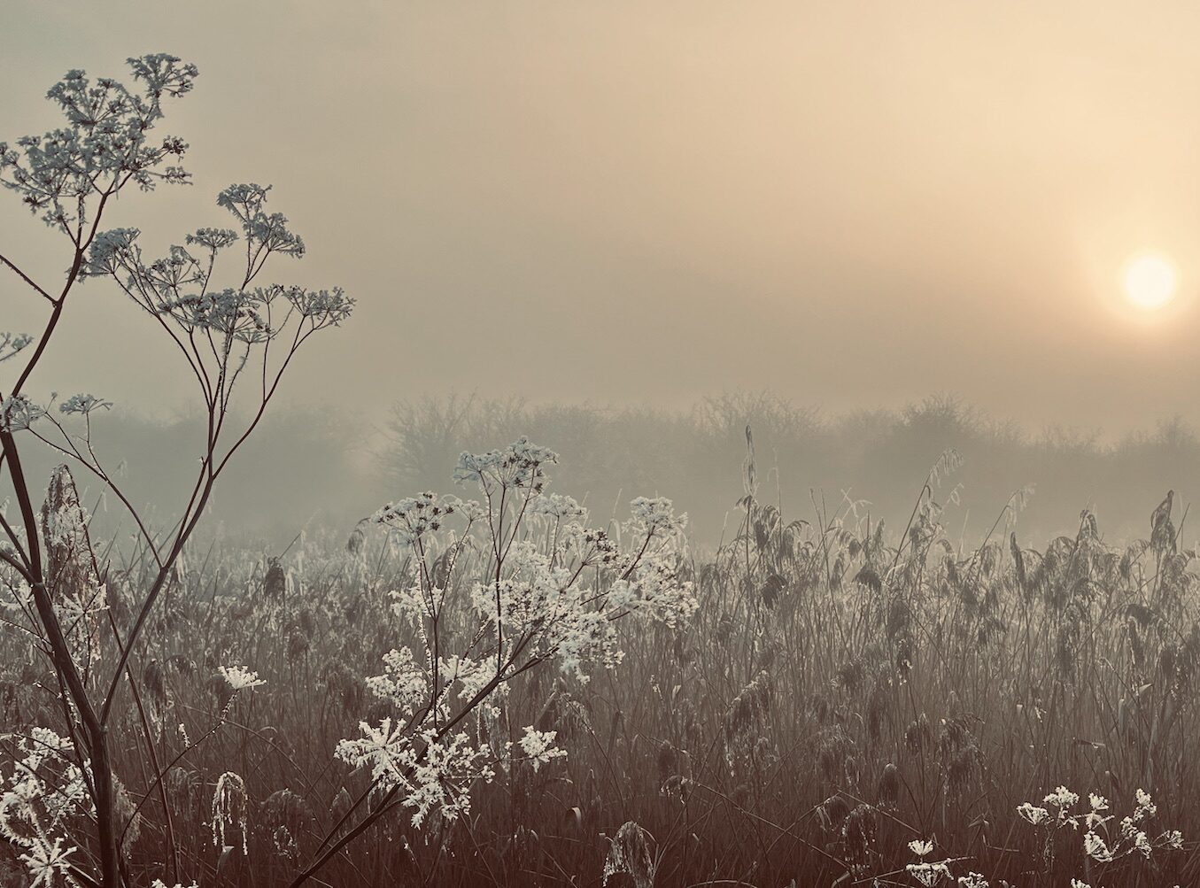 Frosty fenland scene